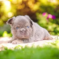Buffy, a female French Bulldog for sale in Elkton, SD – 4 of 4