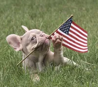 Quinn, a female French Bulldog for sale in Elkton, SD – 5 of 8