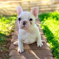 Iceman, a male French Bulldog for sale in Elkton, SD – 2 of 5