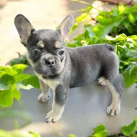 Piper, a female French Bulldog for sale in Elkton, SD – 8 of 9