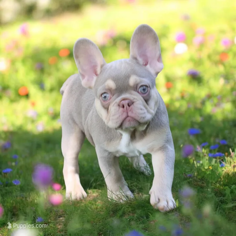 Quinn – French Bulldog puppy for sale in Elkton, SD
