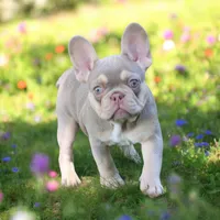 Quinn, a female French Bulldog for sale in Elkton, SD – 1 of 8