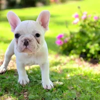 Iceman, a male French Bulldog for sale in Elkton, SD – 3 of 5