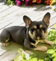 Blotz, a male French Bulldog for sale in Elkton, SD – 9 of 10