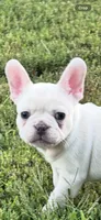 Blotz, a male French Bulldog for sale in Elkton, SD – 4 of 10