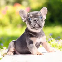 Piper, a female French Bulldog for sale in Elkton, SD – 9 of 9