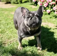 Blotz, a male French Bulldog for sale in Elkton, SD – 7 of 10