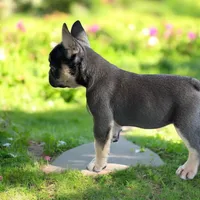 Piper, a female French Bulldog for sale in Elkton, SD – 6 of 9