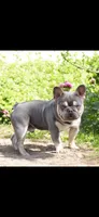Quinn, a female French Bulldog for sale in Elkton, SD – 7 of 8