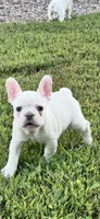 Blotz, a male French Bulldog for sale in Elkton, SD – 6 of 10
