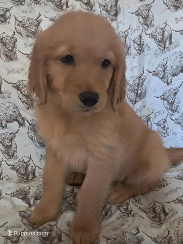 Female Golden Retriever  – Golden Retriever puppy for sale in Dinwiddie, VA
