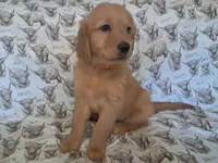 Female Golden Retriever , a female Golden Retriever for sale in Dinwiddie, VA – Photo 2 of 4