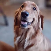 Yellow Female, a female Golden Retriever for sale in Dinwiddie, VA – Photo 2 of 3