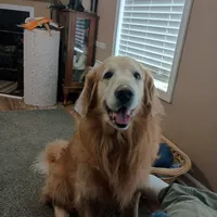 Yellow Female, a female Golden Retriever for sale in Dinwiddie, VA – Photo 3 of 3