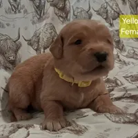 Yellow Female, a female Golden Retriever for sale in Dinwiddie, VA – Photo 1 of 3