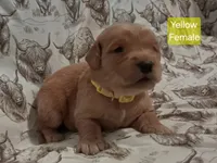Yellow Female, a female Golden Retriever for sale in Dinwiddie, VA – Photo 1 of 3