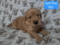 Light Blue Male, a male Golden Retriever for sale in Dinwiddie, VA – Photo 1 of 3