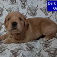 Dark Blue Female, a female Golden Retriever for sale in Dinwiddie, VA – Photo 1 of 3