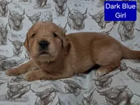 Dark Blue Female, a female Golden Retriever for sale in Dinwiddie, VA – Photo 1 of 3