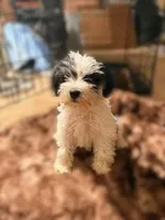Mimi, a female Miniature Schnauzer for sale in Bakersfield, CA – 2 of 4