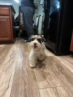 Mimi, a female Miniature Schnauzer for sale in Bakersfield, CA – 3 of 4