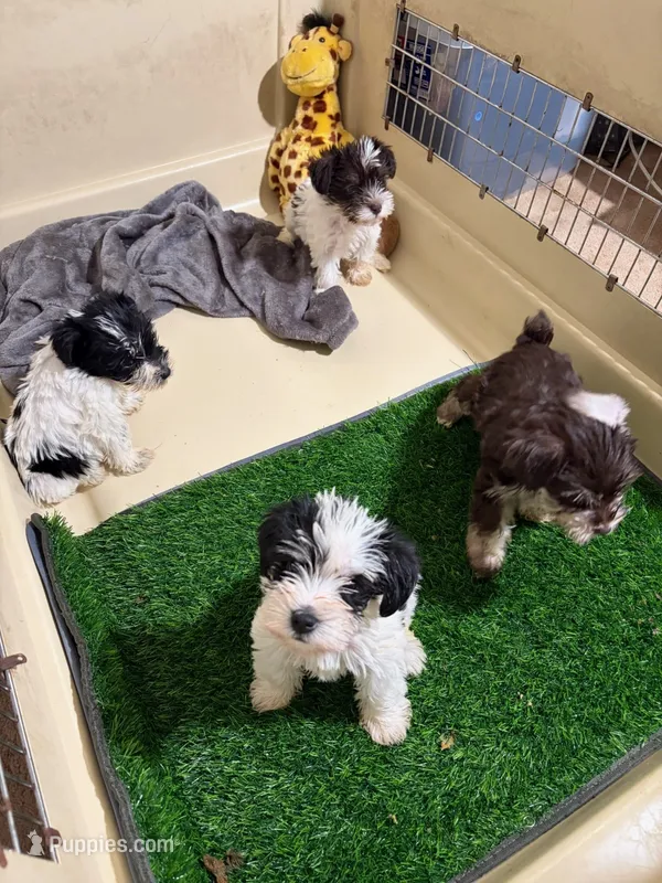 Mimi – Miniature Schnauzer puppy for sale in Bakersfield, CA