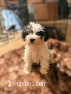 Fatima – Miniature Schnauzer puppy for sale in Bakersfield, CA