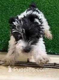 Mimi – Miniature Schnauzer puppy for sale in Bakersfield, CA