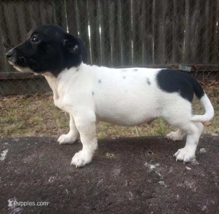 Freckles  – Jack Russell Terrier puppy for sale in Inverness, FL