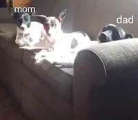 Dash, a male Jack Russell Terrier for sale in Inverness, FL – Photo 3 of 3