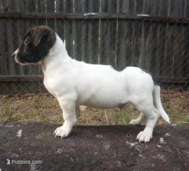 Dash – Jack Russell Terrier puppy for sale in Inverness, FL