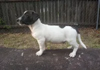 Dash, a male Jack Russell Terrier for sale in Inverness, FL – Photo 1 of 3