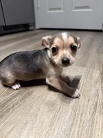 Nova, a female Chihuahua for sale in Jacksonville, FL – Photo 2 of 2