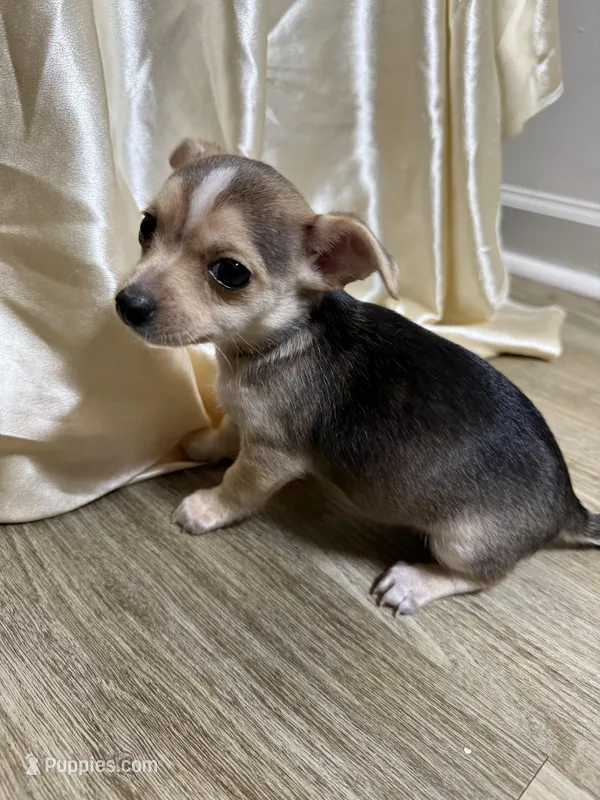 Nova – Chihuahua puppy for sale in Jacksonville, FL