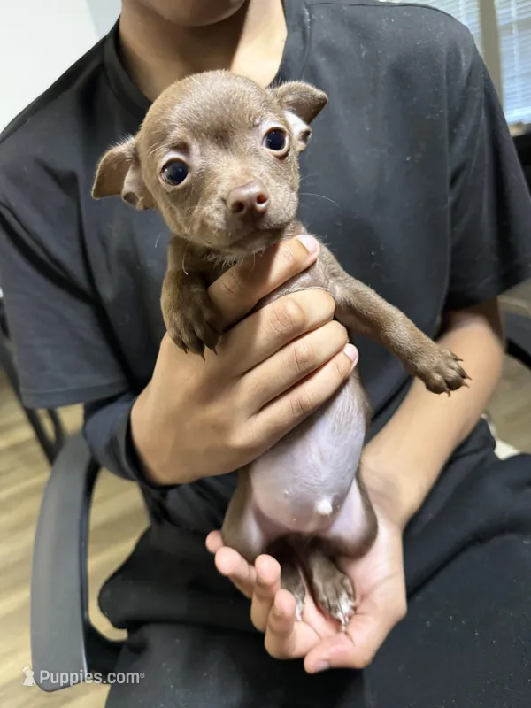 Apollo – Chihuahua puppy for sale in Jacksonville, FL