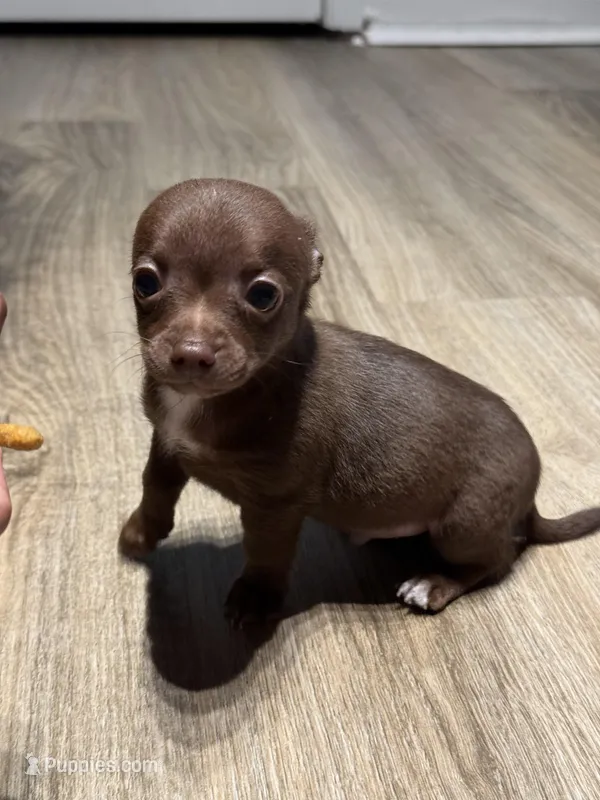 Apollo – Chihuahua puppy for sale in Jacksonville, FL