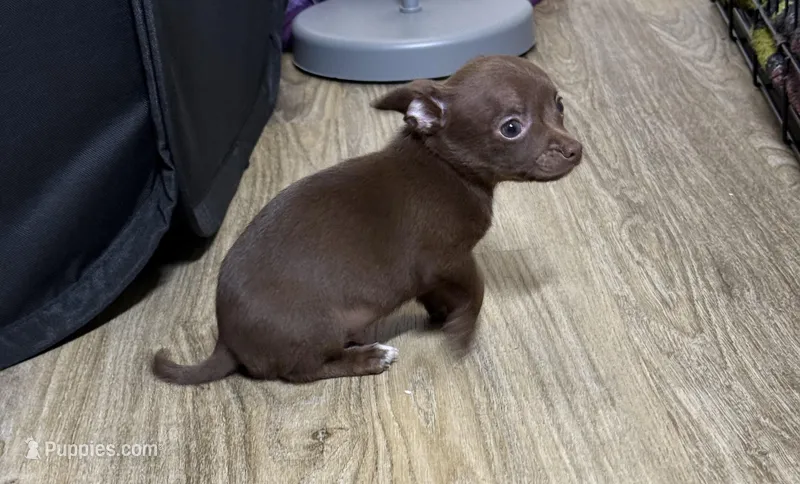 Apollo – Chihuahua puppy for sale in Jacksonville, FL