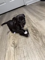 Dutch, a male Chihuahua for sale in Jacksonville, FL – Photo 2 of 2