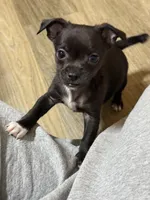 Dutch, a male Chihuahua for sale in Jacksonville, FL – Photo 1 of 2