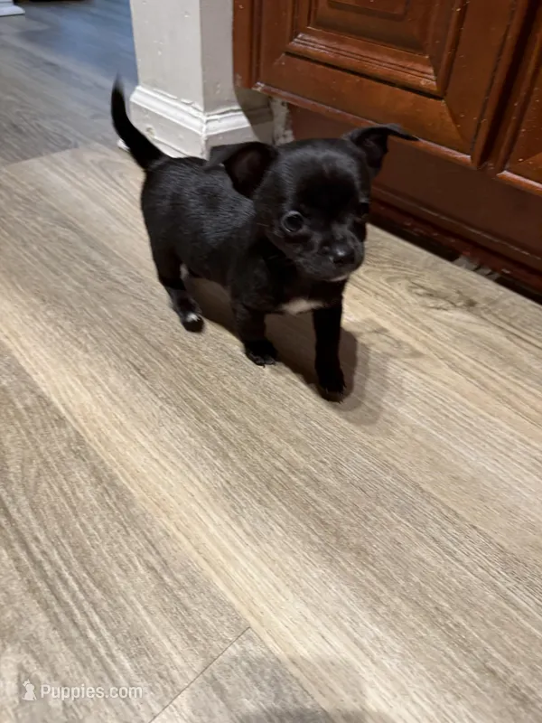 Yoda – Chihuahua puppy for sale in Jacksonville, FL