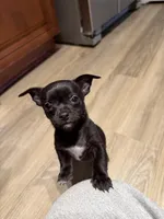 Yoda, a male Chihuahua for sale in Jacksonville, FL – Photo 2 of 2