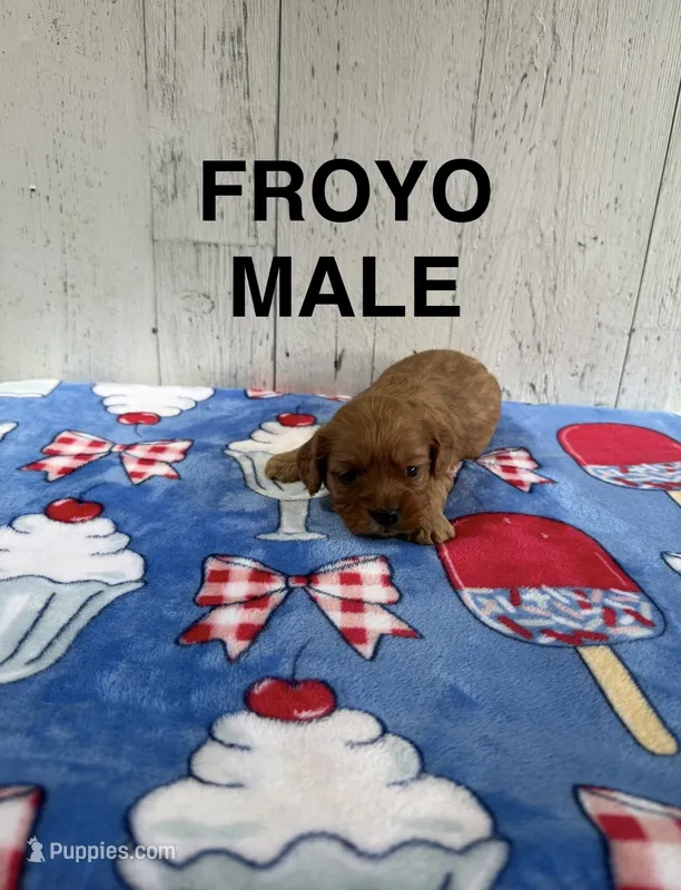 Froyo – Cavapoo puppy for sale in Battle Creek, MI