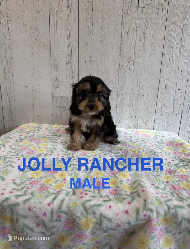Jolly Rancher  – Cavapoo puppy for sale in Battle Creek, MI
