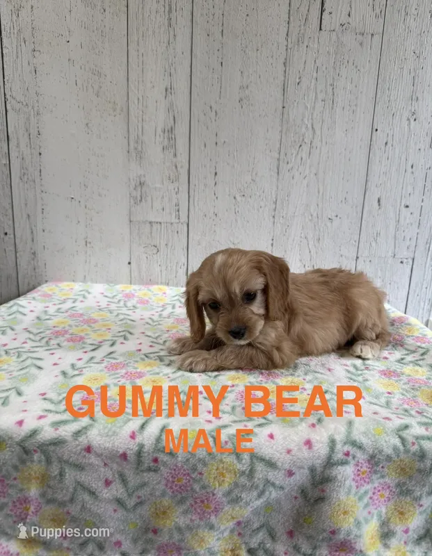 Gummy Bear – Cavapoo puppy for sale in Battle Creek, MI