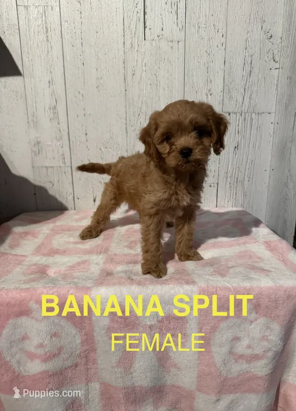 Banana Split – Cavapoo puppy for sale in Battle Creek, MI