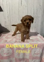 Banana Split, a female Cavapoo for sale in Battle Creek, MI – 1 of 1