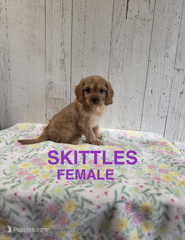 Skittles – Cavapoo puppy for sale in Battle Creek, MI