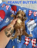 Peanut Butter, a male Cavapoo for sale in Battle Creek, MI – 2 of 2
