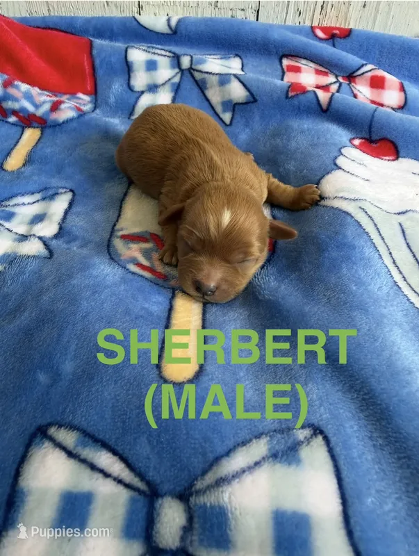Sherbert  – Cavapoo puppy for sale in Battle Creek, MI