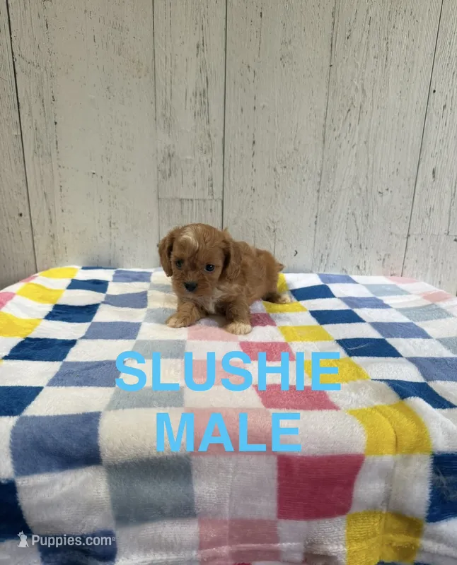Slushie – Cavapoo puppy for sale in Battle Creek, MI